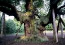 The Major Oak