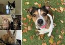 Can you give any of these pets a home in Dorset?