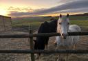 Horses at Horserenity, Kites Farm