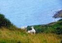 Sheep in Dorset