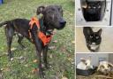 Could you give any of these Dorset pets a home?