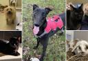 Can you give any of these Dorset pets a home?