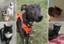 Could you give any of these Dorset pets a home?