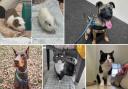 Can you give any of these Dorset pets a home?