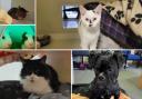 Can you give any of these Dorset pets a home?