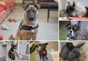 Can you give any of these Dorset RSPCA pets a home?