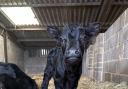 The new calf at Farmer Palmer's Farm Park