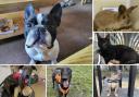 Can you give any of these Dorset RSPCA pets a home?