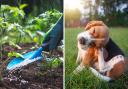 This is what happens if a dog accidentally eats or steps on plant fertilizer, according to a vet