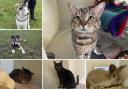 Can you give any of these Dorset RSPCA pets a home?