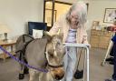 Kelloggs the mini horse visits Fairlawn care home residents