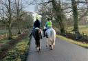 UK drivers have been told to be 'patient' when passing horses