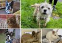 Can you give any of these Dorset RSPCA pets a home?