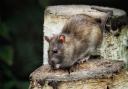 Rats will be attracted to bird food and any other food crumbs left around your house or garden so it's important to tidy up