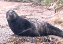 A seal on Kimmeridge beach in April