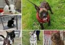 Can you give any of these Dorset RSPCA pets a home?