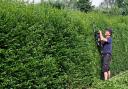 A boundary hedge is a hedge that separates you and your neighbour's gardens.