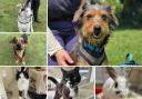 Can you give any of these Dorset RSPCA pets a home?