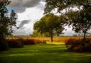 The New Forest has a huge range of choice for walking routes