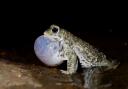 The Natterjack Toad, one of the UK’s rarest amphibians.