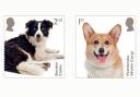 The new Royal Mail stamp collection will feature dog breeds like the Border Collie and Corgi