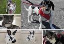 Can you give any of these Dorset RSPCA pets a home?