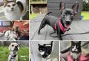 Can you help find these Dorset RSPCA pets a home?