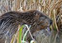 The damn-making mammal has been found to be living on the River Stour in Dorset in the latest sign of a comeback, as Dorset Wildlife Trust have confirmed that a recently planted tree had been felled by a beaver.