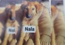 Have you seen Nala