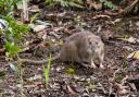 When the temperature outside plummets, rodents seek shelter from the cold and it’s common them to take refuge in vehicles