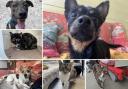 Can you help find these Dorset RSPCA pets a home?