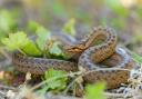 Discover the snake species you might find in your garden.