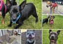 Can you help find these Dorset RSPCA pets a home?