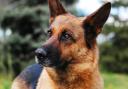 Stock photo of a German shepherd dog.