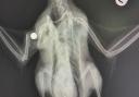 An x-ray photo shows the damage done after a ball bearing was fired into a duck’s body