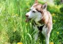 Grass seeds can be dangerous for dogs as they can get stuck in their eyes, under their skin and in their paws.