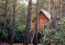 One of the existing Blue Pool tree houses