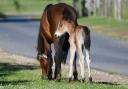 Drivers are being urged to take extra care when driving across the New Forest. Animals often stand in or near roads Image: Annette Gregory