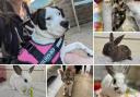 Can you help find these Dorset RSPCA pets a home?