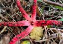 Rare fungus Devil's finger - that smells like rotting flesh - has been spotted in the New Forest