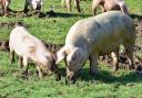 Hundreds of pigs will soon be released to hoover up acorns in the New Forest for pannage season