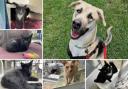 Could you give any of these Dorset RSPCA pets a home?