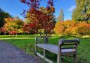 Kingston Lacy will offer tours around its Japanese Garden this Autumn.