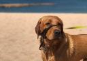 The current rule on restricting dog access to Dorset beaches bans dog walking from May 1 to September 30 every year.