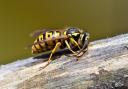 A man was reportedly stung by a wasp in Pride Place at around 4pm on September 9, prompting an attendance by Dorset and Somerset Air Ambulance.