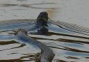 Grass snake at Alder Hill