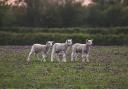 Lambs stolen, slaughtered and butchered in 'gruesome' act of animal cruelty