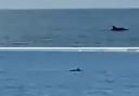 Dolphins were spotted swimming in the water at Barton-on-Sea beach