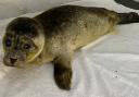 Moyles Court Wildlife Rescue was alerted to an ‘underweight’ seal pup with a serious eye infection that was affecting its visibility.