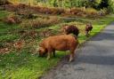 Hampshire and Isle of Wight Constabulary is warning motorists to be mindful of free-roaming animals in the New Forest as a result of the ritual.  